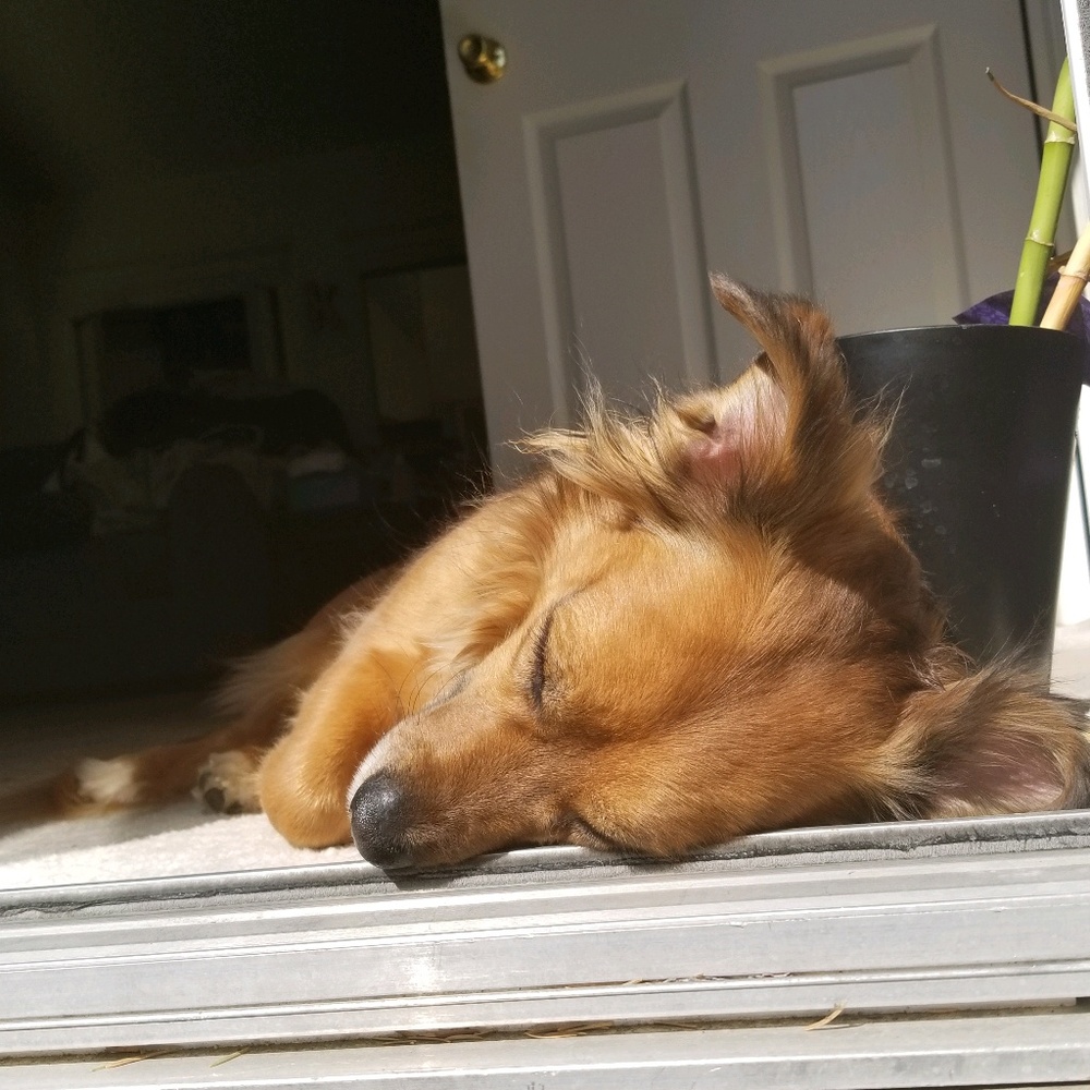 Meet your Posher, Laura